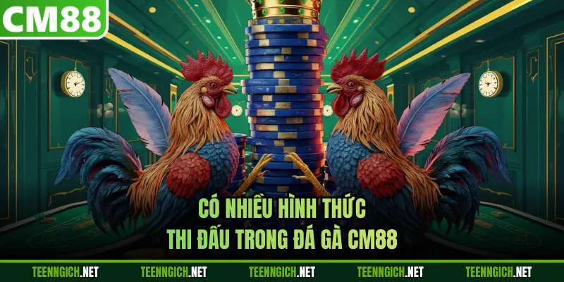 Có nhiều hình thức thi đấu trong đá gà CM88