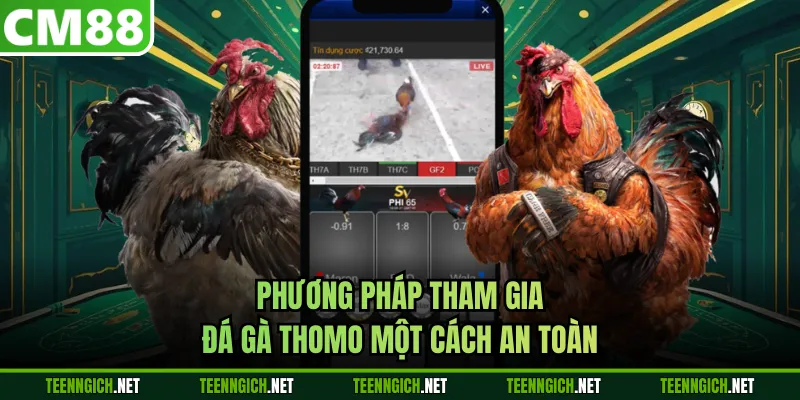 Phương pháp tham gia đá gà Thomo một cách an toàn