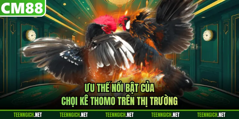 Ưu thế nổi bật của chọi kê Thomo trên thị trường